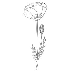 Wildflower2
