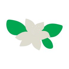 Easter Lily