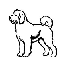Goldendoodle