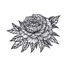 Peony flower