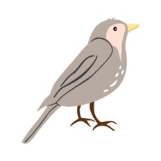 Bird