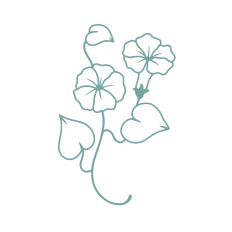 birth month flower september morning glory