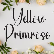 Yellow Primrose | Script Font