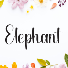 Elephant | Script Font