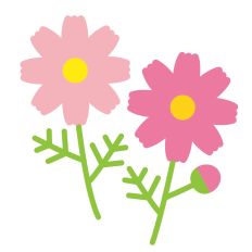 flower cosmos