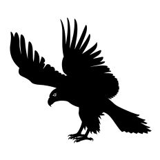 Flying Eagle4