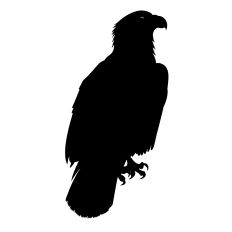 Eagle5