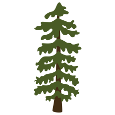 Redwood Tree