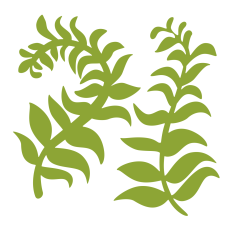 Fern Leaves