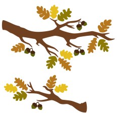 Fall Oak Branches