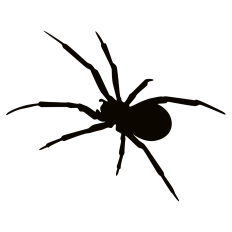 Spider Silhouette