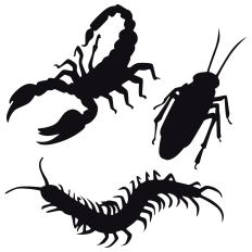 Creepy Bugs