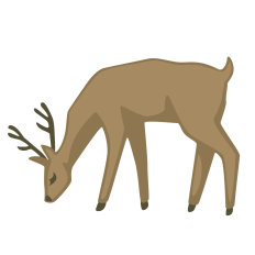 Grazing Reindeer