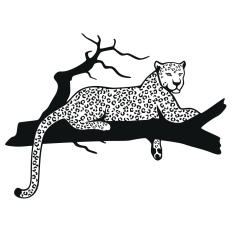 Leopard Lying Down