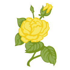 Yellow Roses