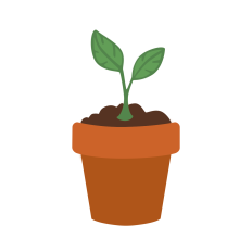 Seedling in Pot