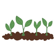 Seedlings in Dirt