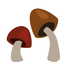 Woodland Mushrooms