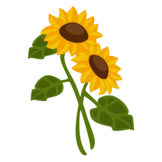 Sunflowers with Stems
