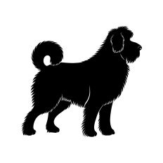 Sheepadoodle