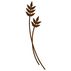 Wheat Stalk