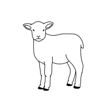lamb line drawing