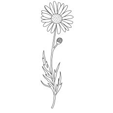 Wildflower4