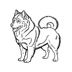 Pomsky