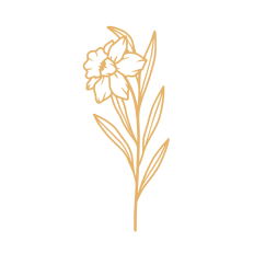 birth month flower march daffodil