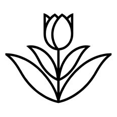 Tulip