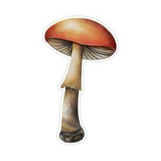 Watercolor mushroom