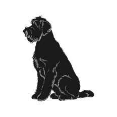 Labradoodle