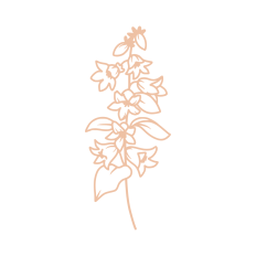 birth month flower july larkspur
