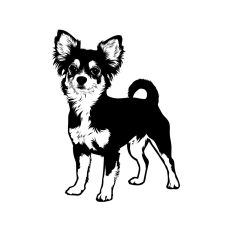 Chorkie