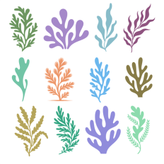 Set of Seaweed and Coral Silhouettes