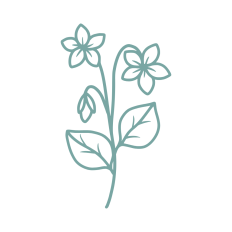 birth month flower february violet