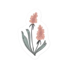 Hyacinth