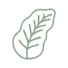 Leaf Outline