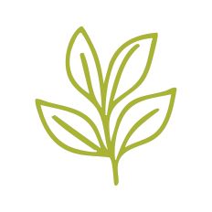 Leaf Stem Outline