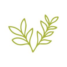 Leaf Stems Outline