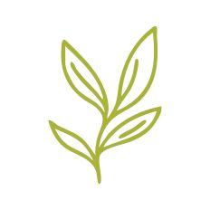 Leaf Stem Outline