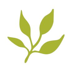 Leaf Stem Outline