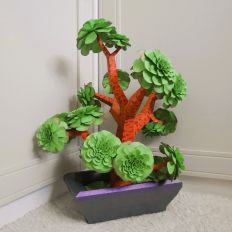 Aeonium Arboreum