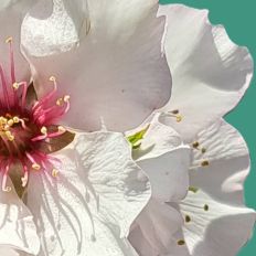 White Blossom background 
