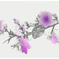 Almond Tree Branch Sketch