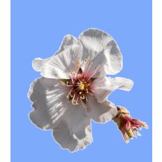 Single Almond Tree Blossom 