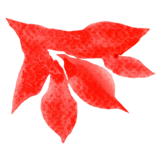 Watercolor Amaryllis Flower