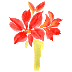 Watercolor Amaryllis