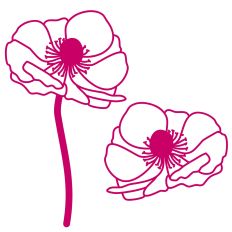 Anemone Flowers