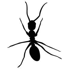 Ant Silhouette Overhead View